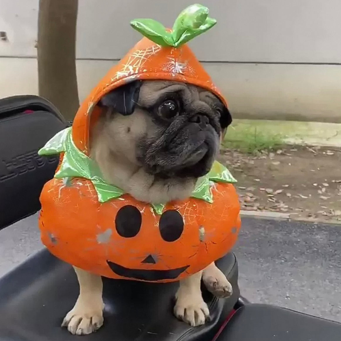 Dog Halloween Costume
Pet Funny Halloween Clothes
Pet Festival Outfits
Cat Cosplay Suit