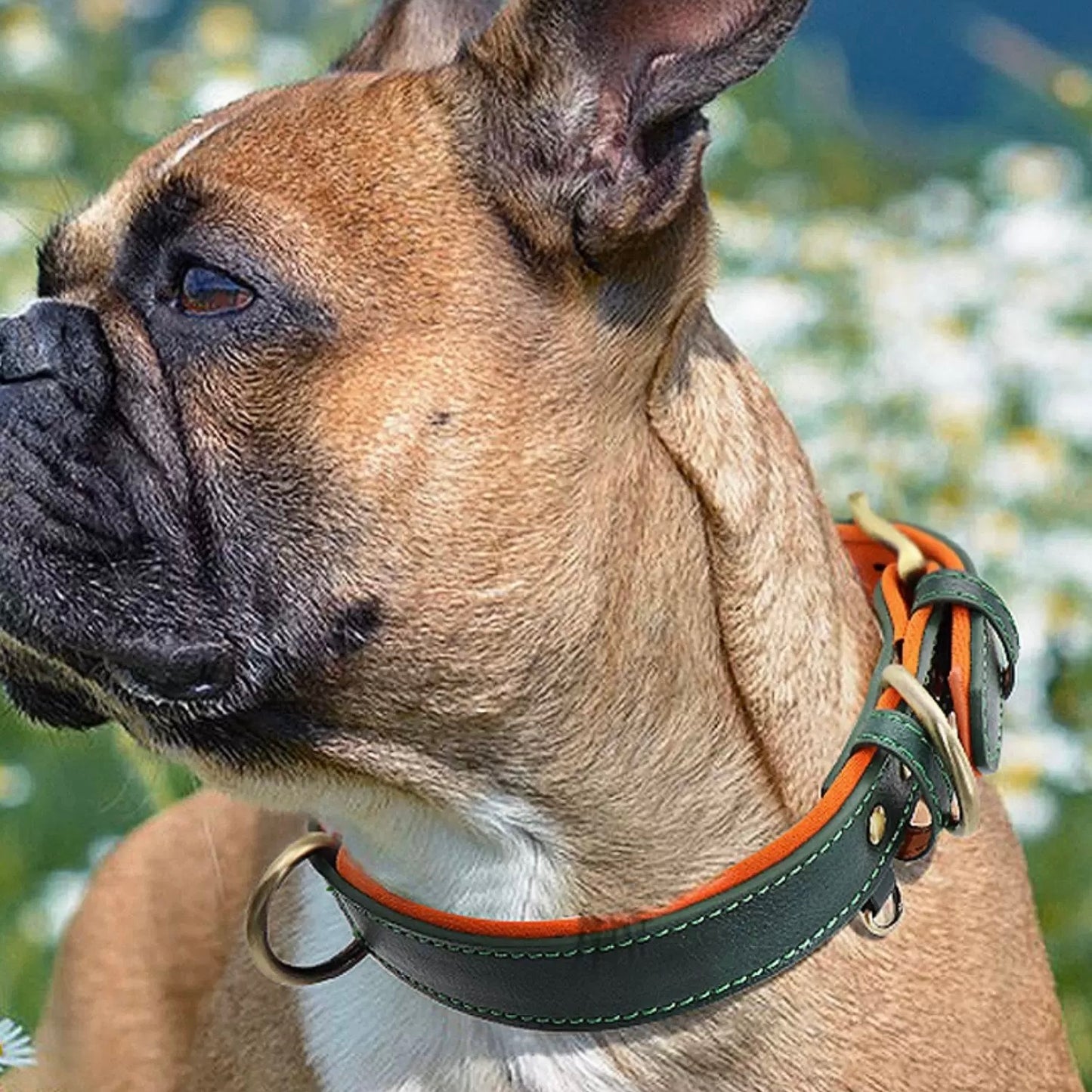 dog collar with name
dog collars with name
dog lover gifts
custom dog collars
personalized dog collars