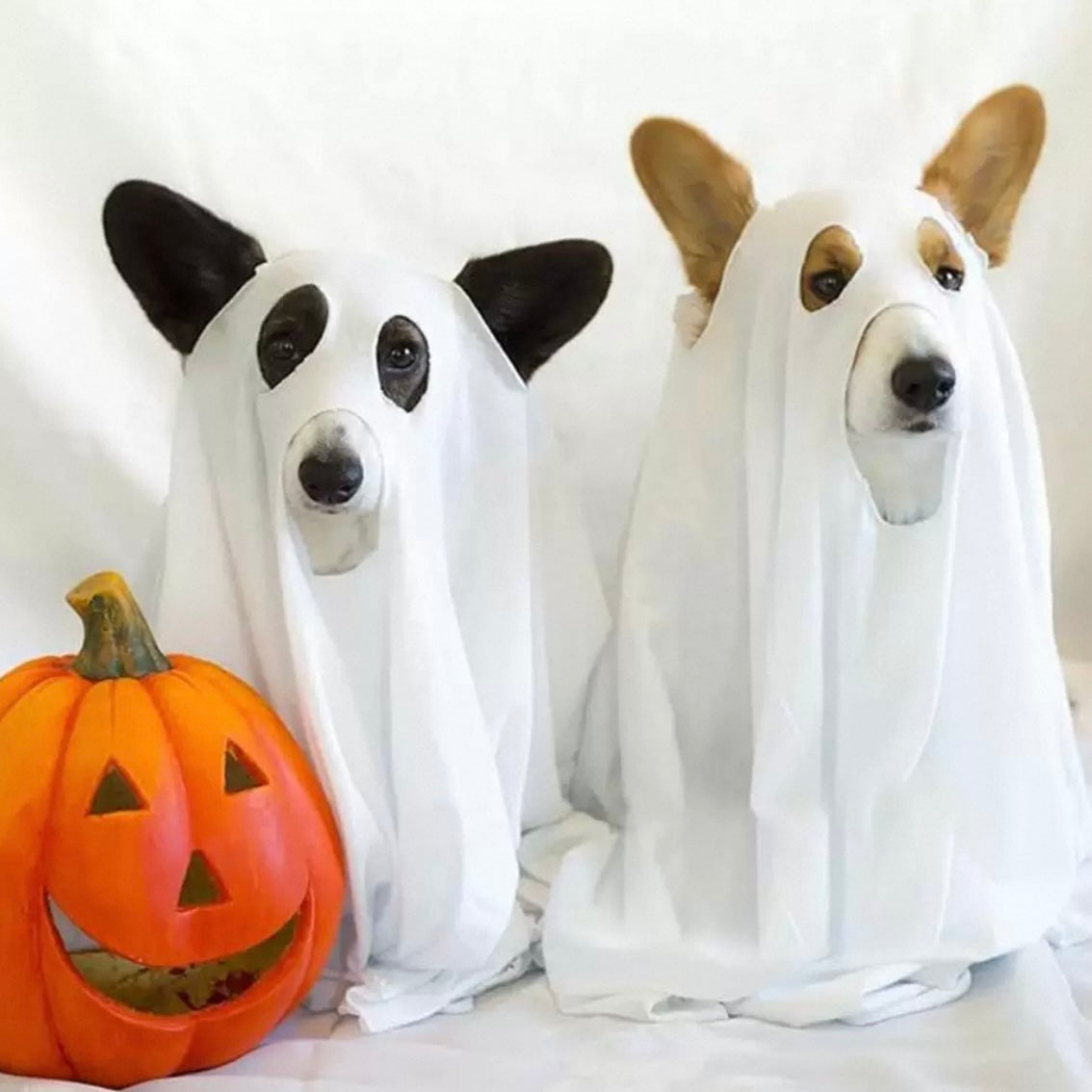 Dog Halloween Costume
Pet Funny Halloween Clothes
Pet Festival Outfits
Cat Cosplay Suit