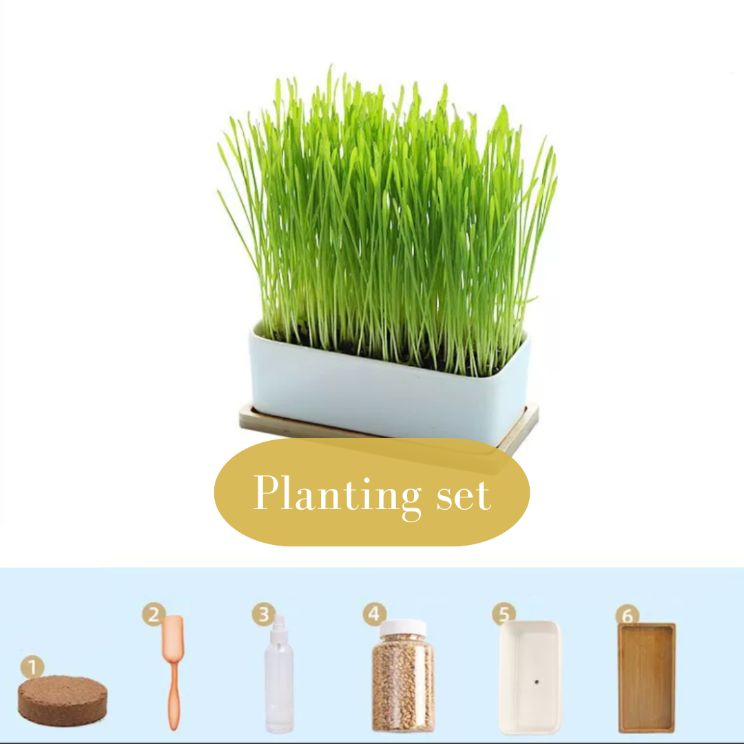 Cat grass snacks
gifts for cat lovers
Cat snacks