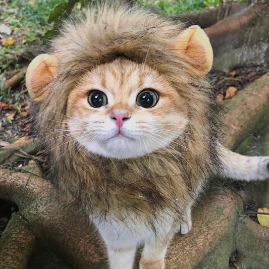 personalized pet gifts
lion pet cosplay hat
Festival Dog Costume Hat
Pet Dog Hat Gift
Funny Pet Party Hat Accessories
