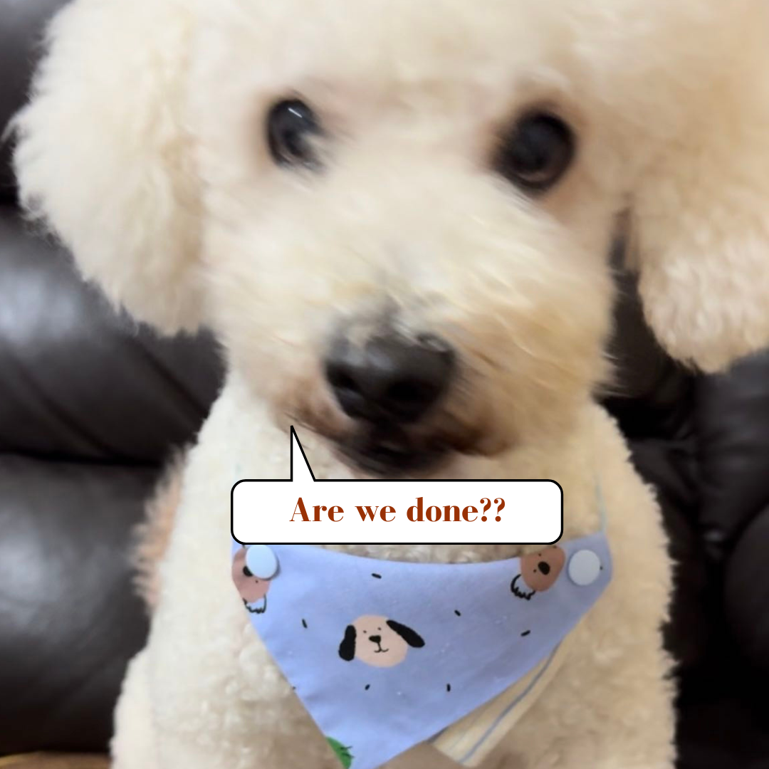 festive dog bandana
custom_pet_bandana