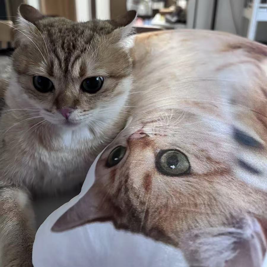 custom pillow
cat pillow
custom cat pillow
personalized photo pillow
personalized cat pillow