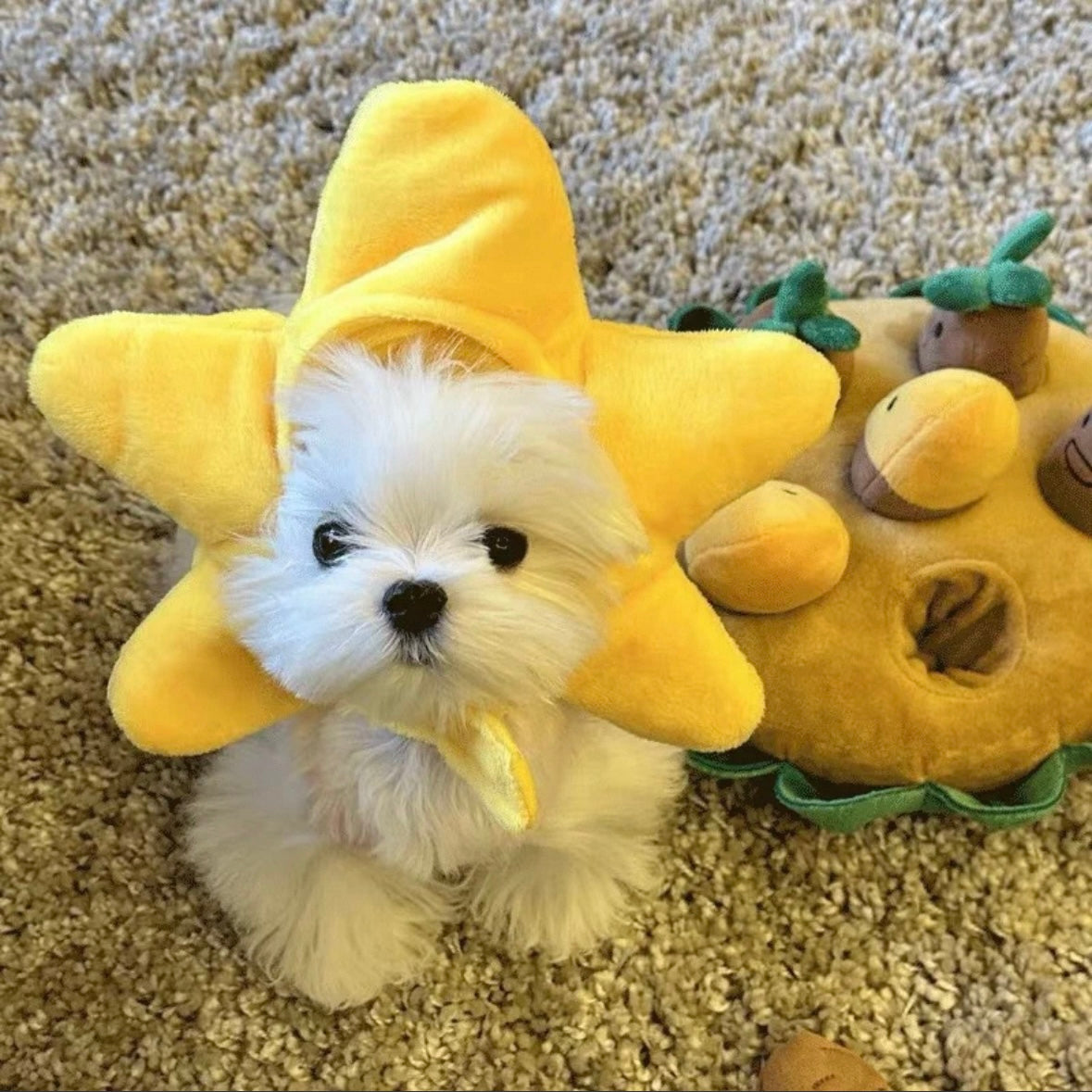 personalized pet gifts
star cosplay hat for pet
Festival Dog Costume Hat
Pet Dog Hat Gift
Funny Pet Party Hat Accessories
funny Pet hats