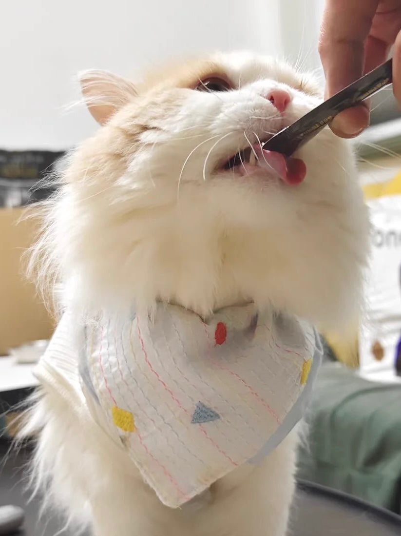 bandanas for cats