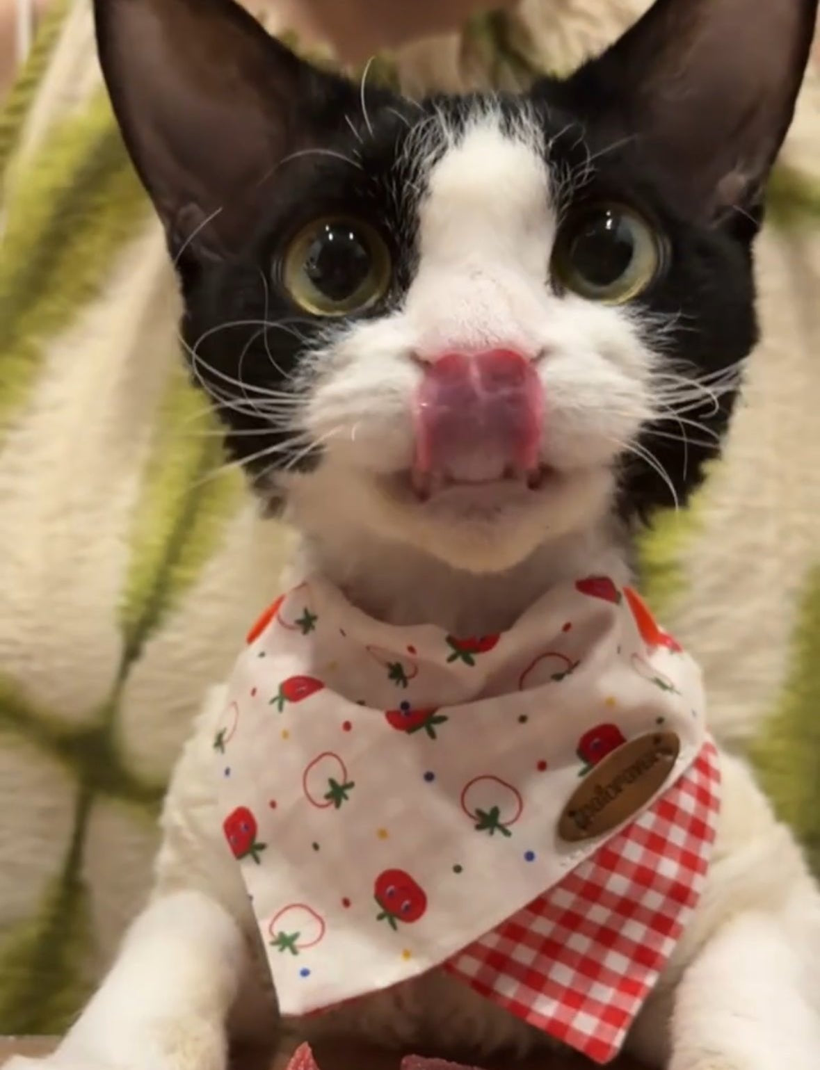 cat bandana
cat with bandana
