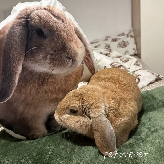 Peachy the Bunny's Custom Pet Pillow: A Special Touch for Furry Friend