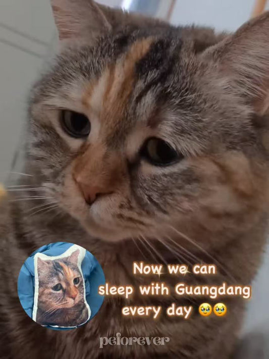 Guangdang Cat Pillow: Bring His Adorable Pout To Life