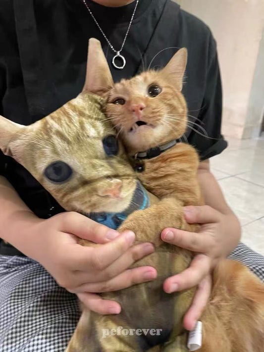 Why Ugly Cat Pillows Are So Loved by Cat Mom & Cat Lovers?!