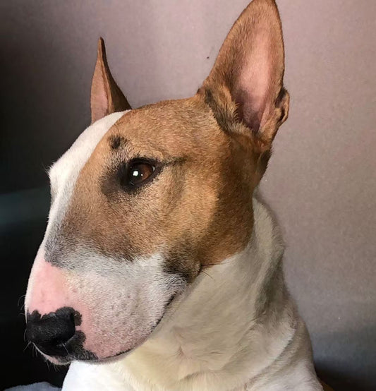Custom Bull Terrier pillow, crafted just for our BF~