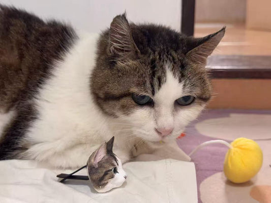 How We Make A Custom Tabby Cat Sculpture Magnet — About The Art Process