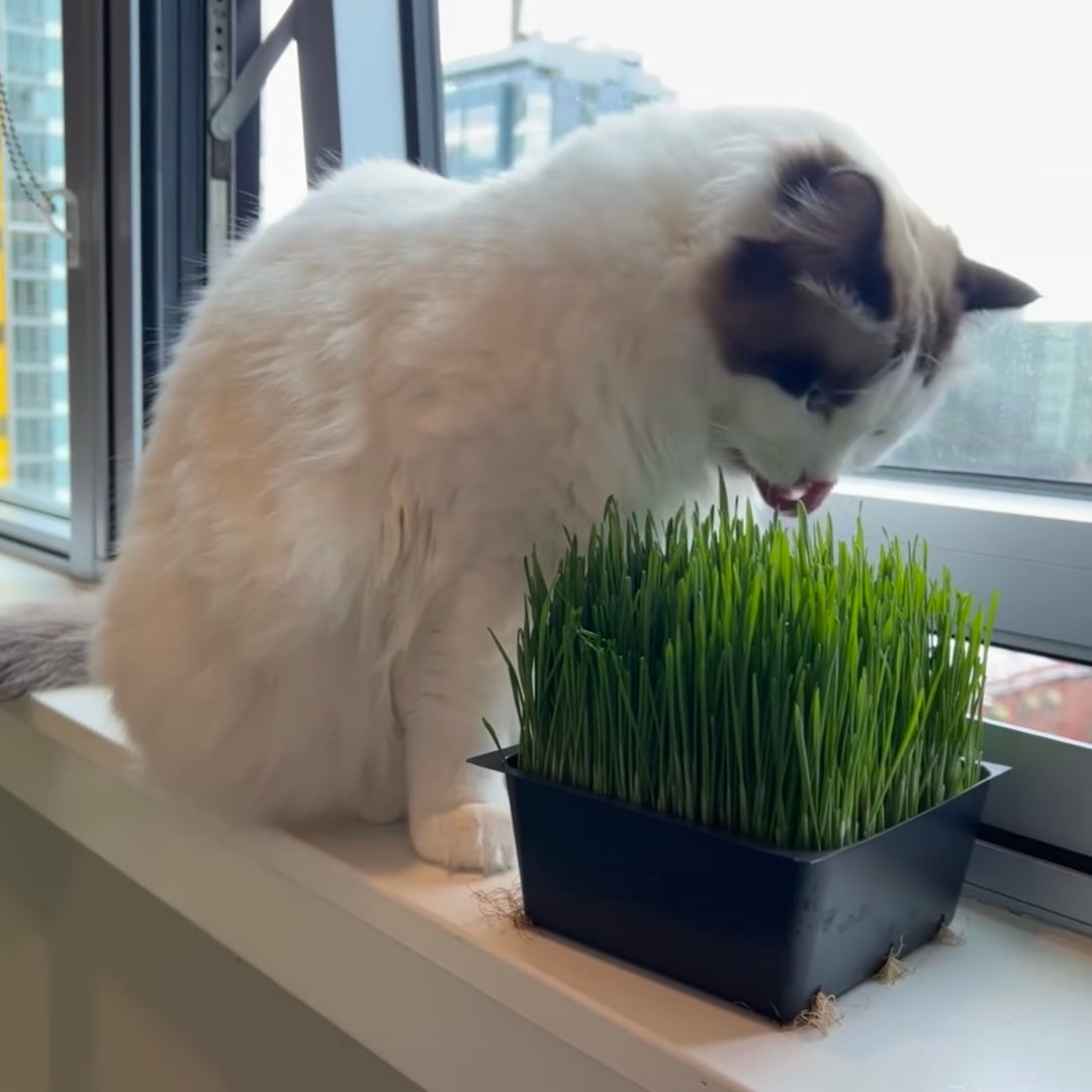 Organic Cat Grass