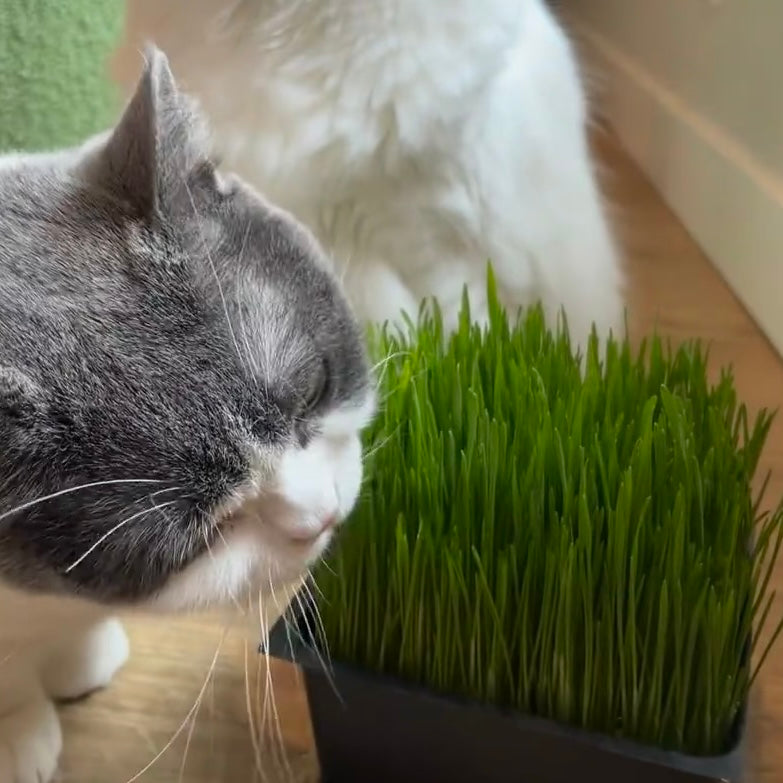 Organic Cat Grass