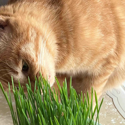 Organic Cat Grass