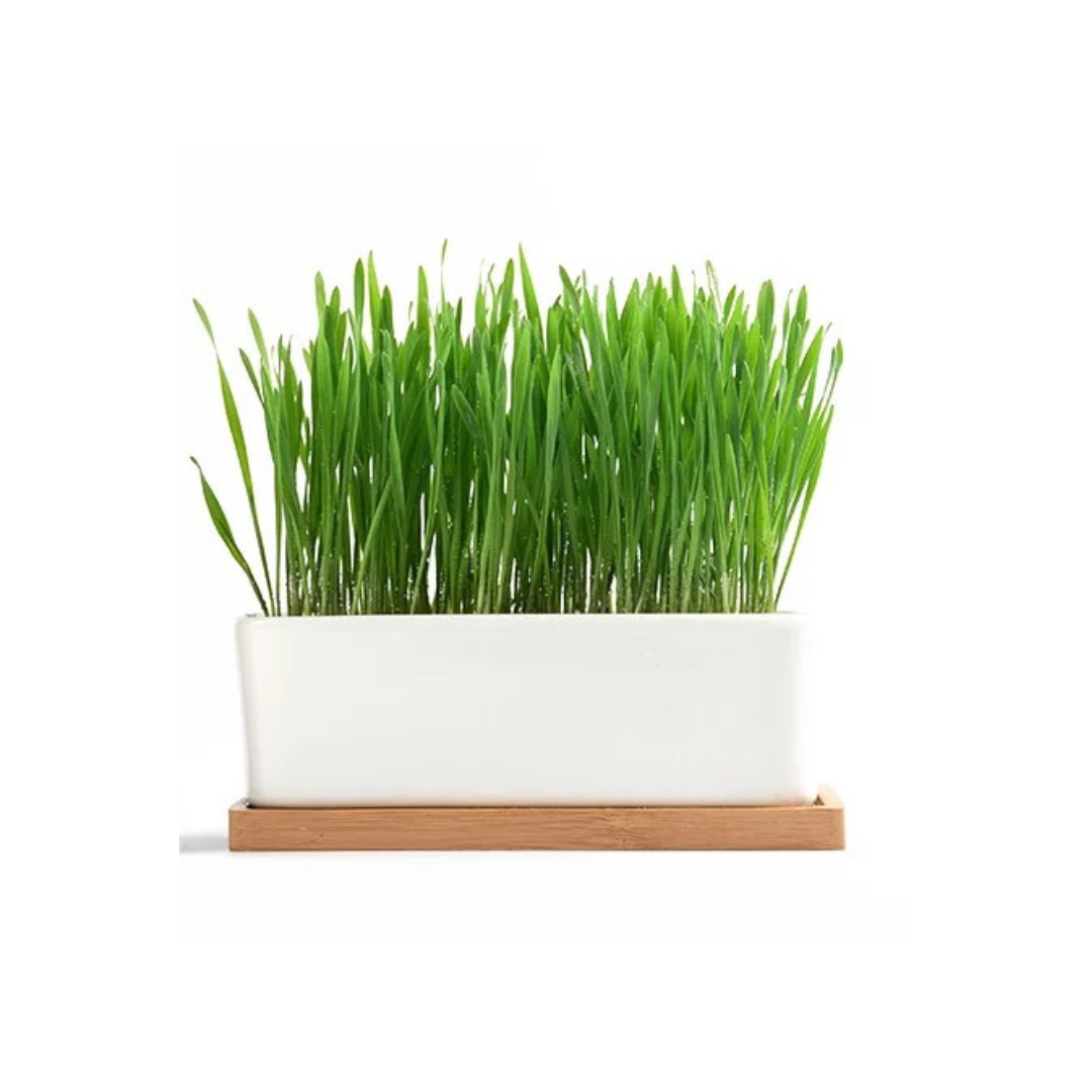 Organic Cat Grass