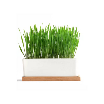 Organic Cat Grass
Cat grass snacks
gifts for cat lovers
Cat snacks