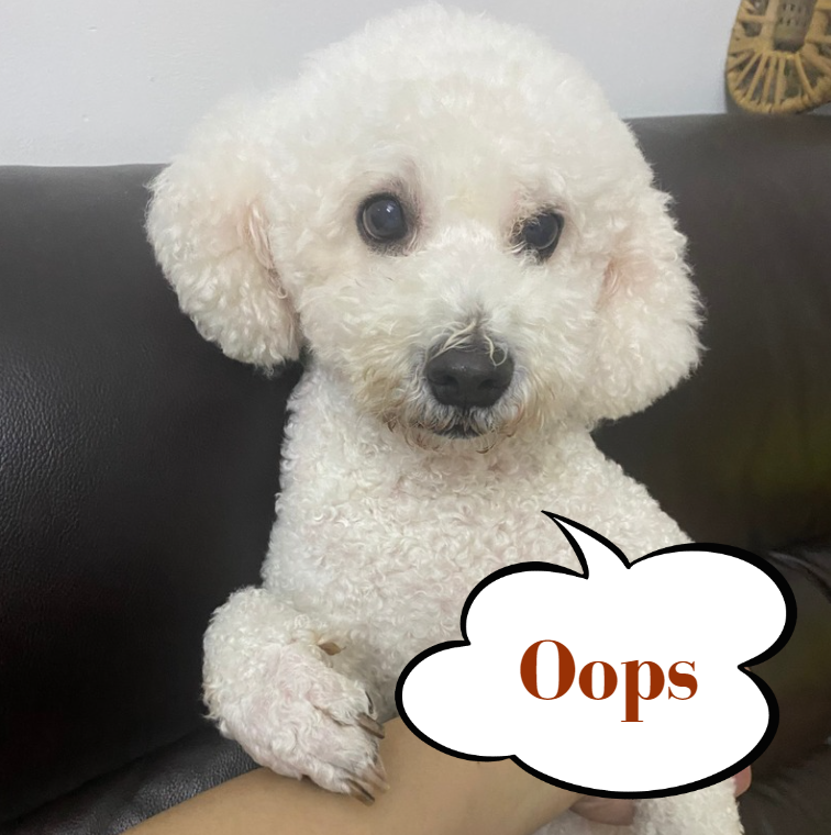 A puppy with a word:"oops"