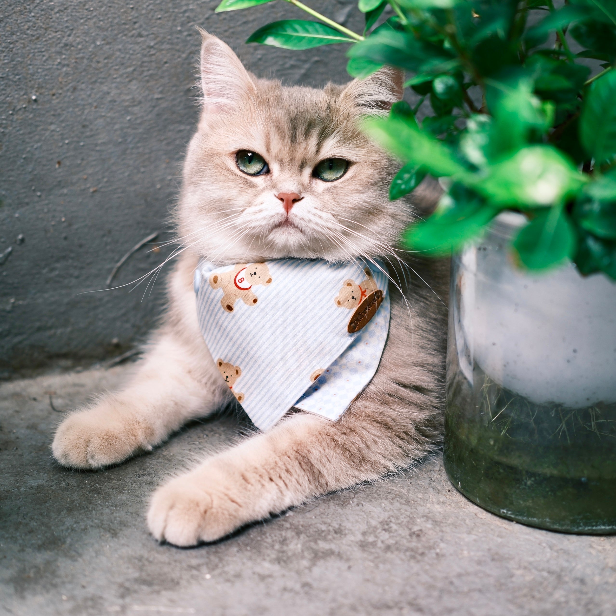 cat bandana