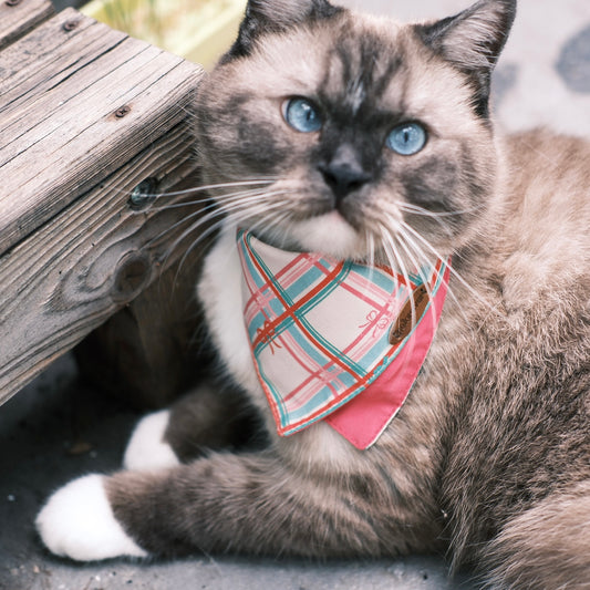 cat bandana cute pattern bandana