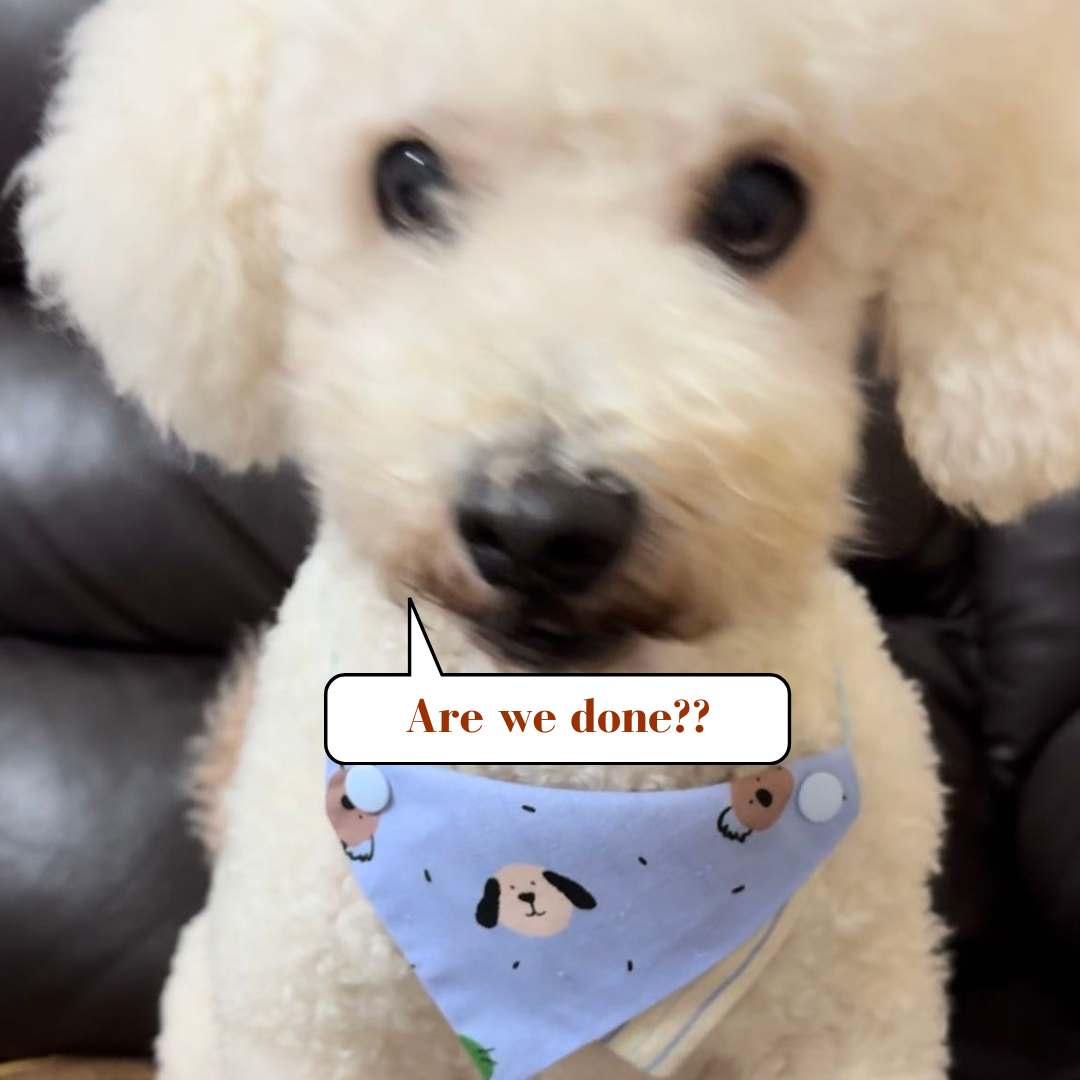 custom_pet_bandana