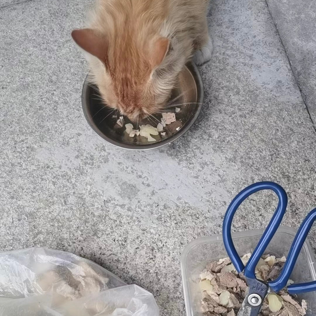 cats eating