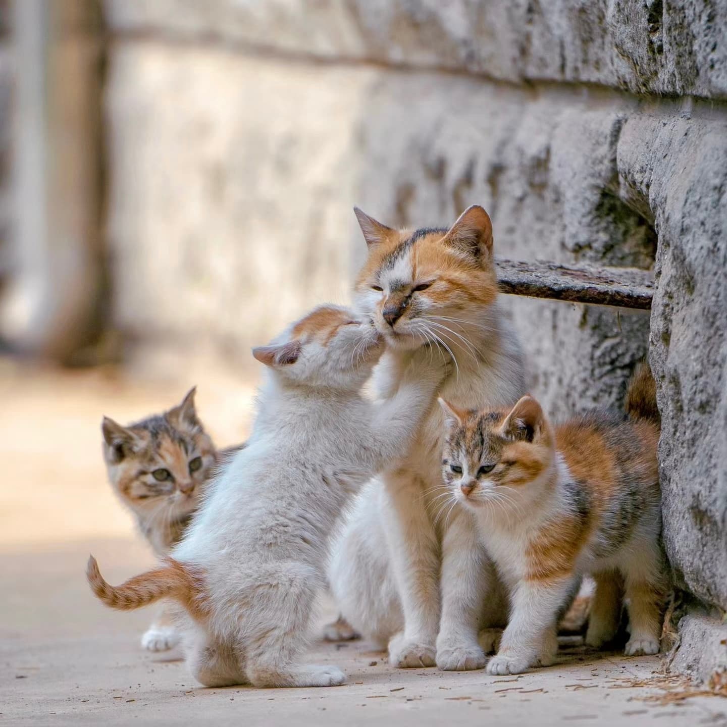 animals that need help
lots of stray cats that need help