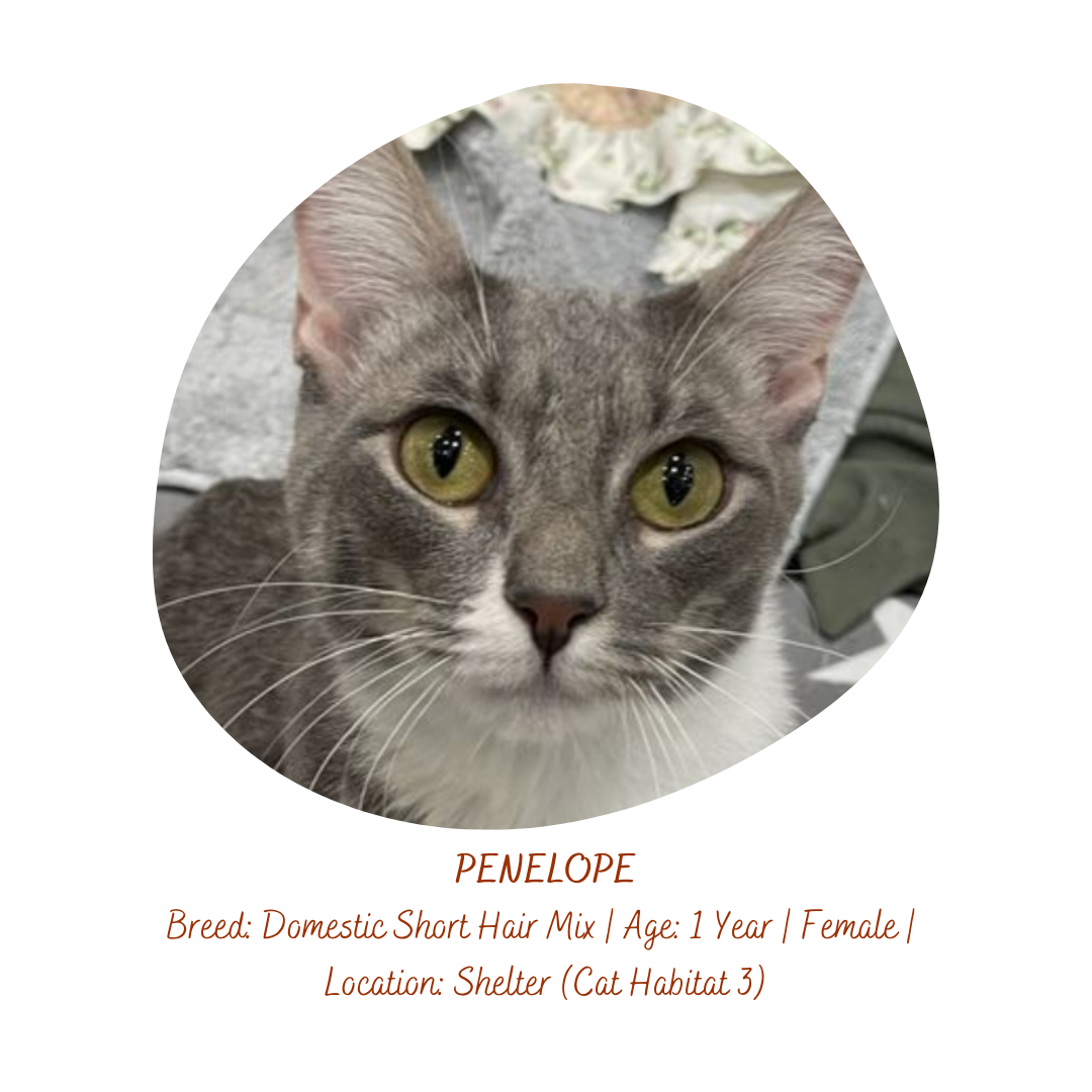 animals that need help:
Penelope is a cat from rescue project