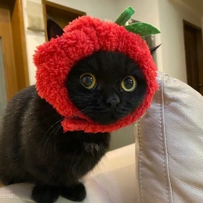 funny pet hat