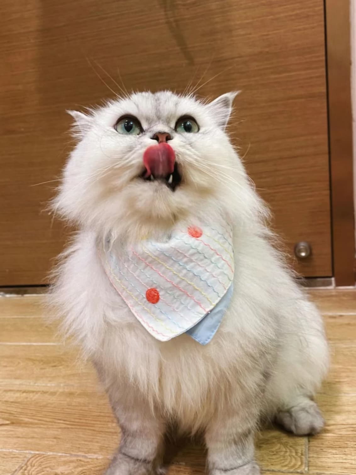 a cat with bandana